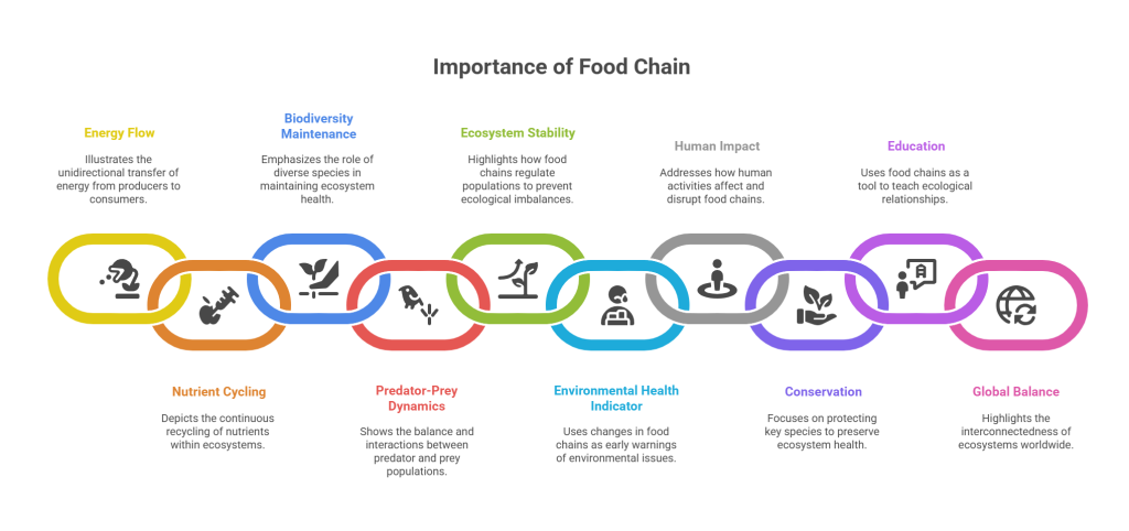 Importance of Food Chain 