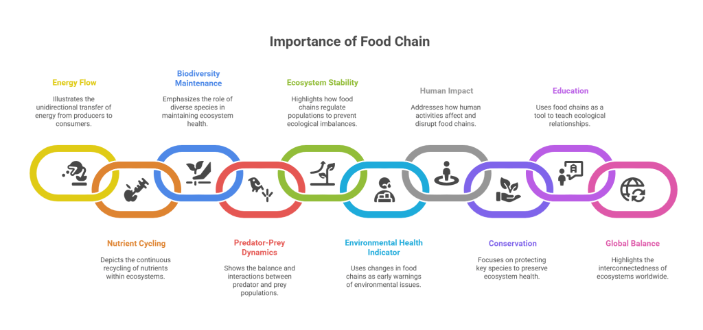 Importance of food chain